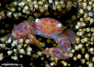 Porcelain Crab taken with D200 and 60mm lens +4T diopter by David Henshaw 